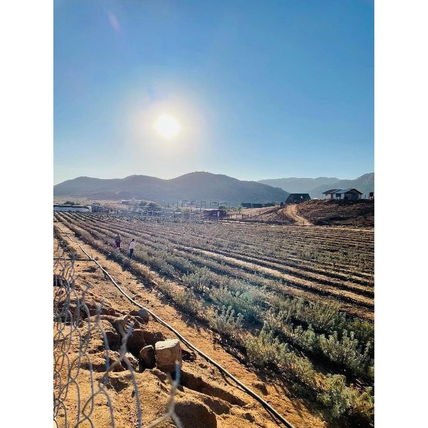 Incienso Natural Juniper Ridge Salvia Blanca - Paquete de 2