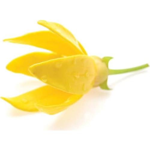 Aceite Esencial de Ylang Ylang doTERRA 15 ml - Aromaterapia