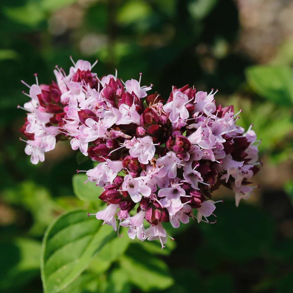 Aceite Esencial Puro Orgánico Mejorana Dulce 5ml - Aromatics International