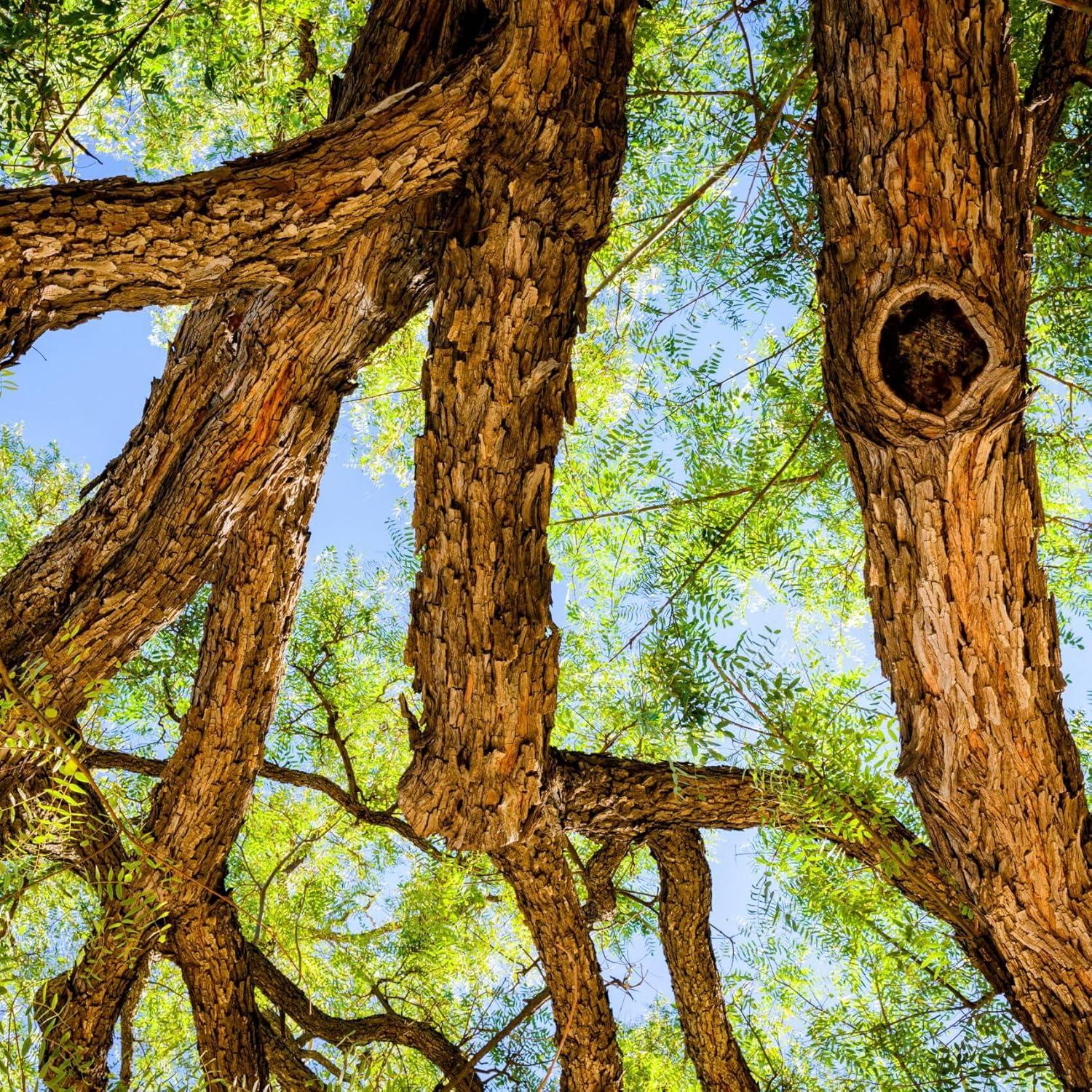 Extracto de Rosa de Madera Relaxcation 29.57 ml - Aroma Floral