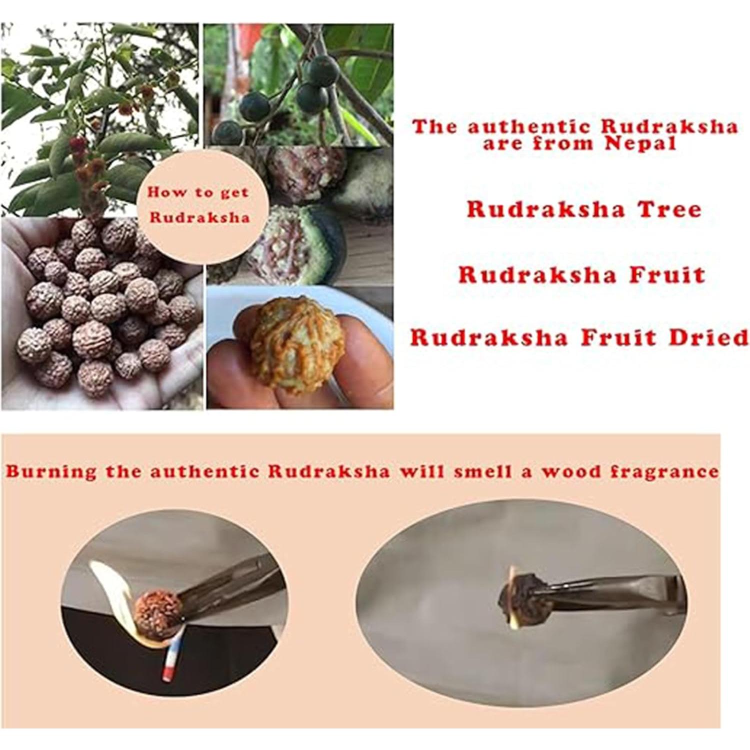 Pulsera de Rudraksha 5 Mukhi KIKILA Hecha a Mano 15-18 cm