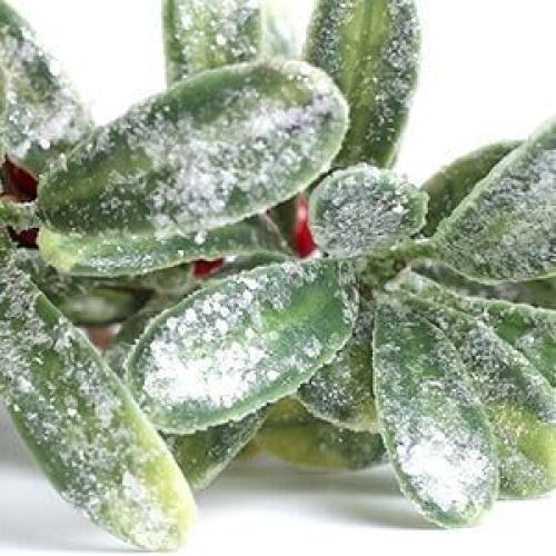 Adorno Navideño de Muérdago Artificial con Lazo Rojo 23cm