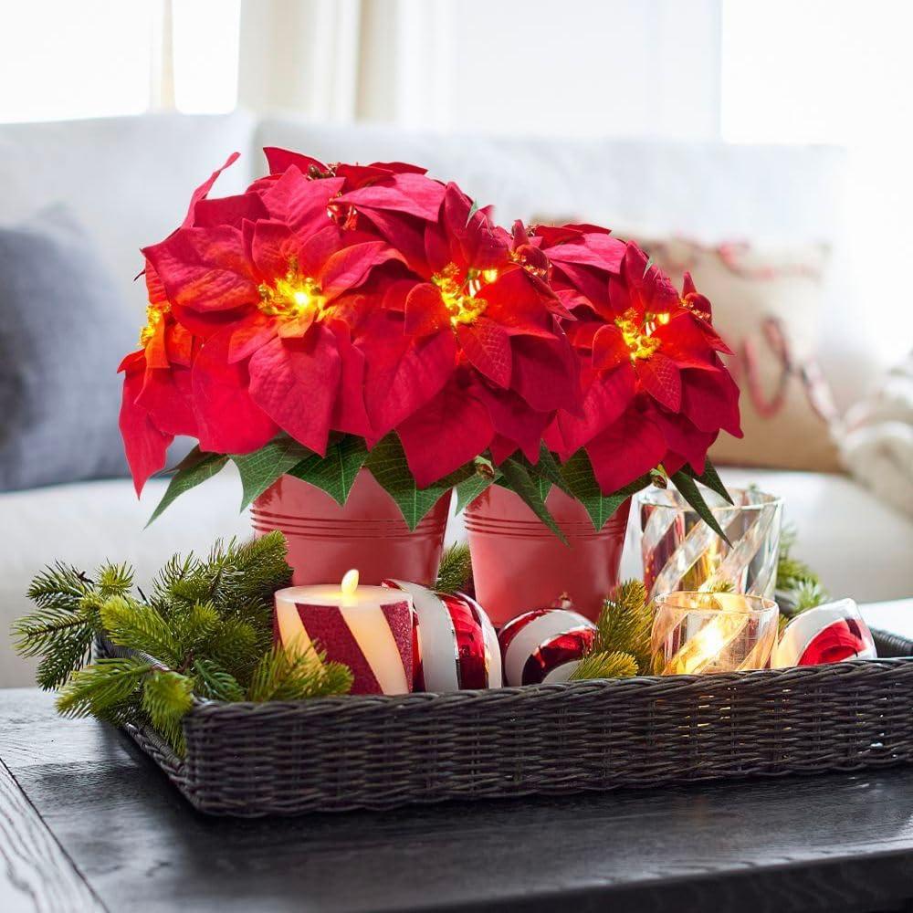 Paquete de 2 Poinsettias Artificiales Iluminadas HOMESEASONS 25.4 cm