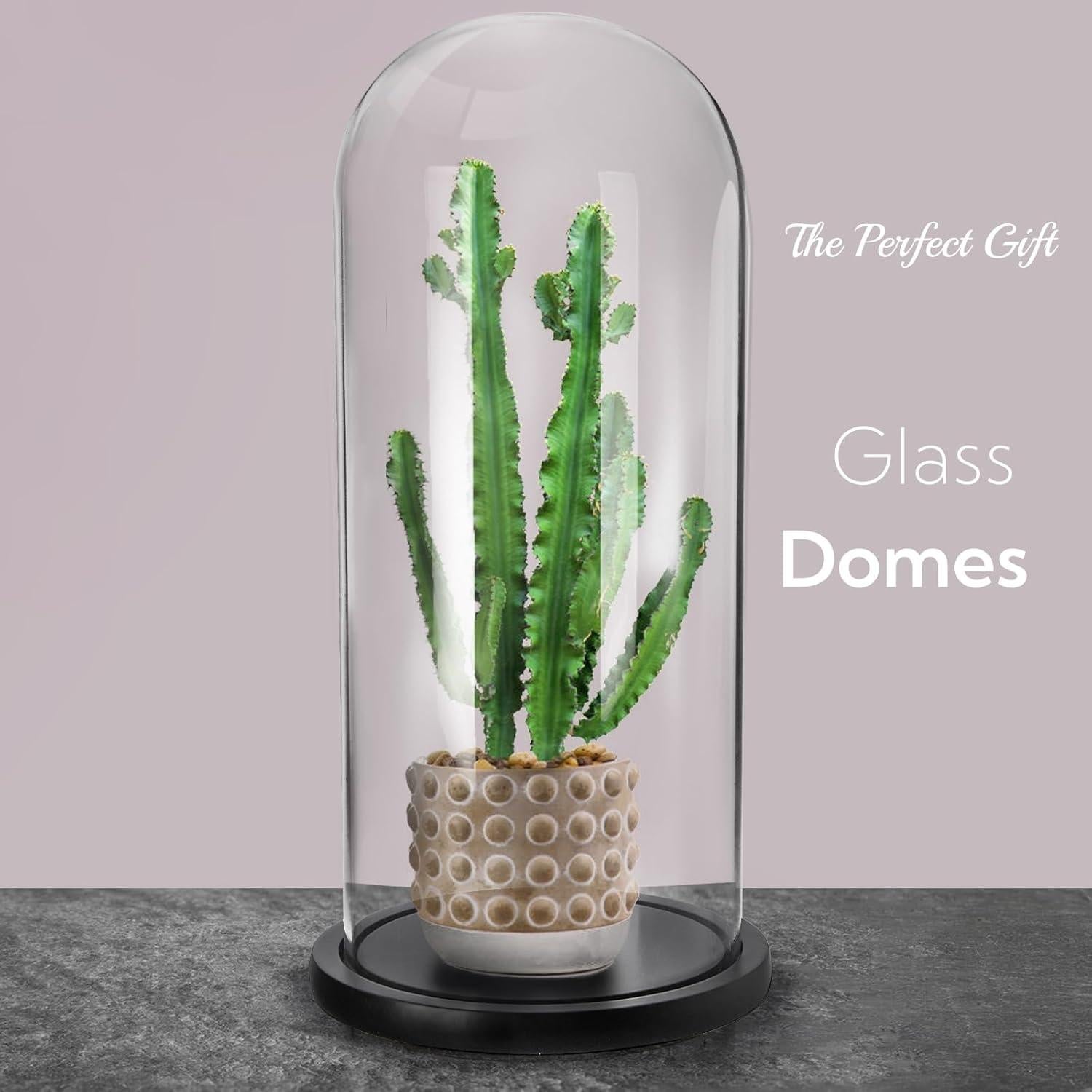 Campana de Vidrio ZOOFOX 35.1 cm con Base de Madera