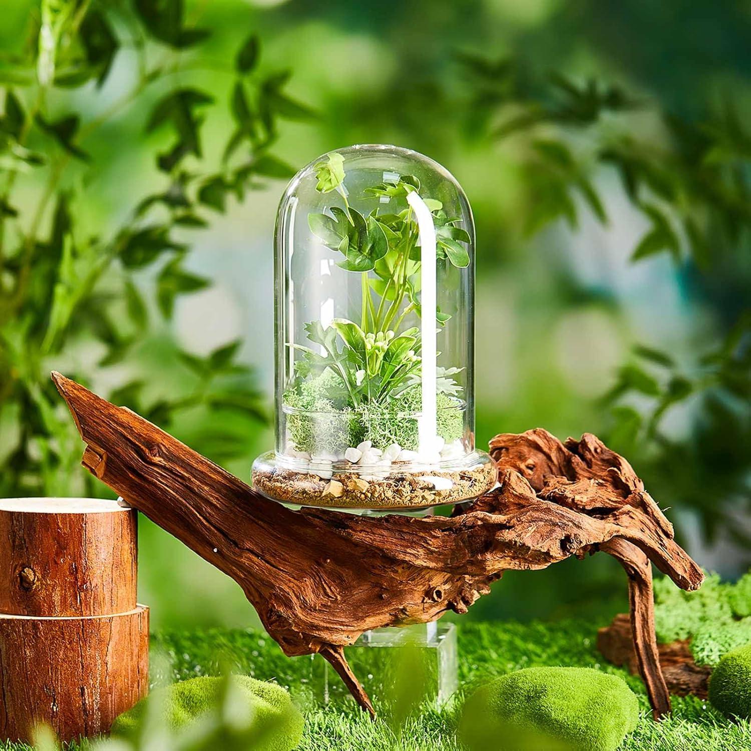 Terrario de Vidrio Perthlin 20 cm con Cúpula y Agujero de Aire