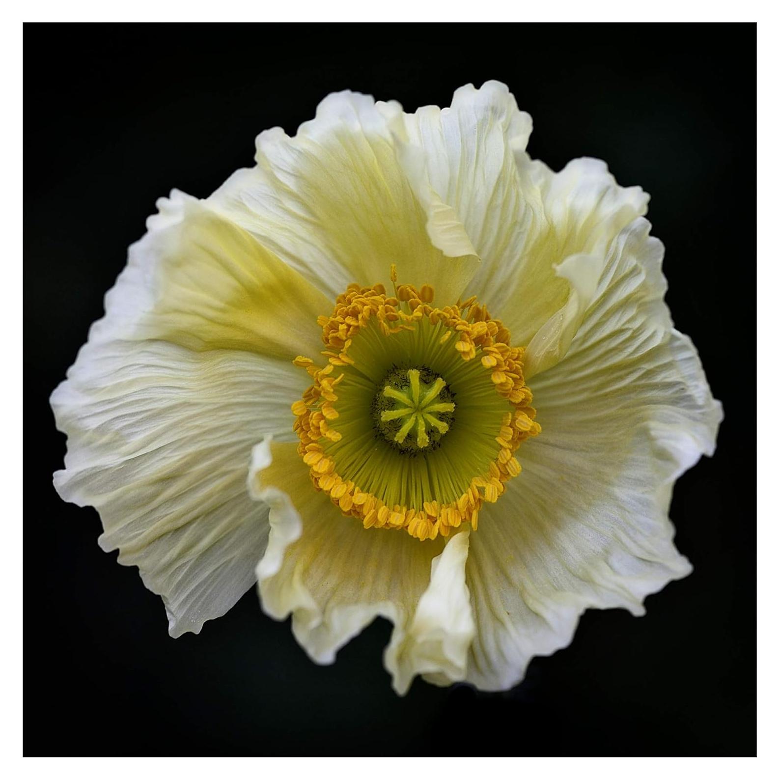 Arte en Lienzo Fabien Bravin Flor Roja 40.64x60.96 cm