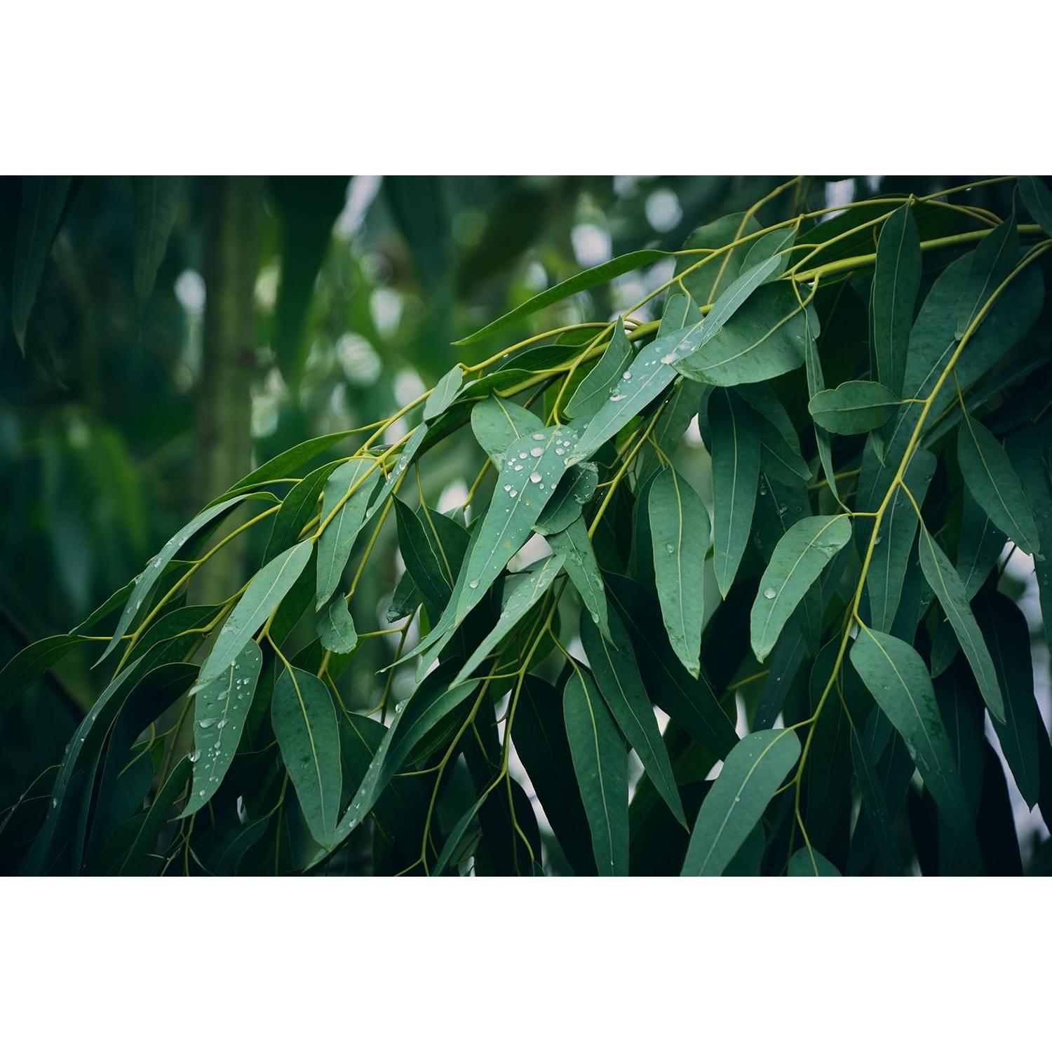 Aceite Esencial Puro de Eucalipto Spa Partners 1.89 L