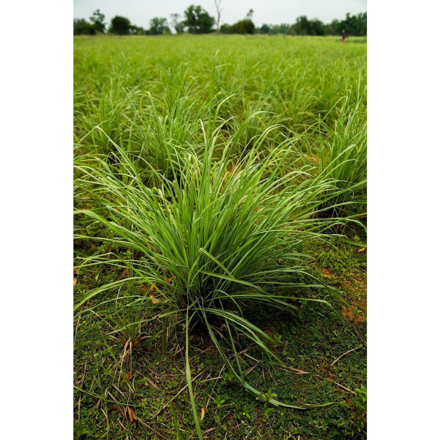 Aceite Esencial de Hierba Limón doTERRA 15 ml - 2 Paquetes