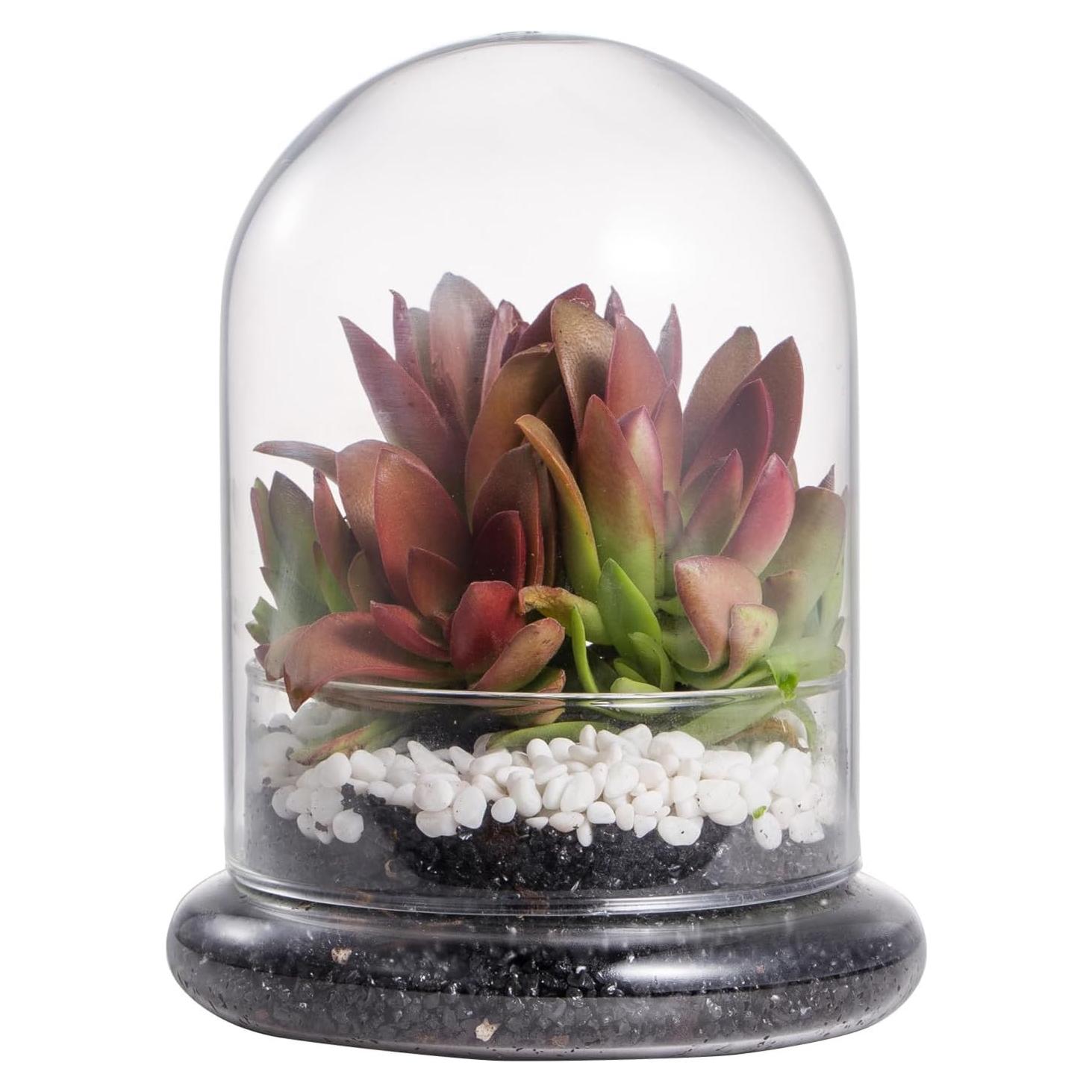 Campana de vidrio decorativa NCYP 12x12x16 cm para suculentas