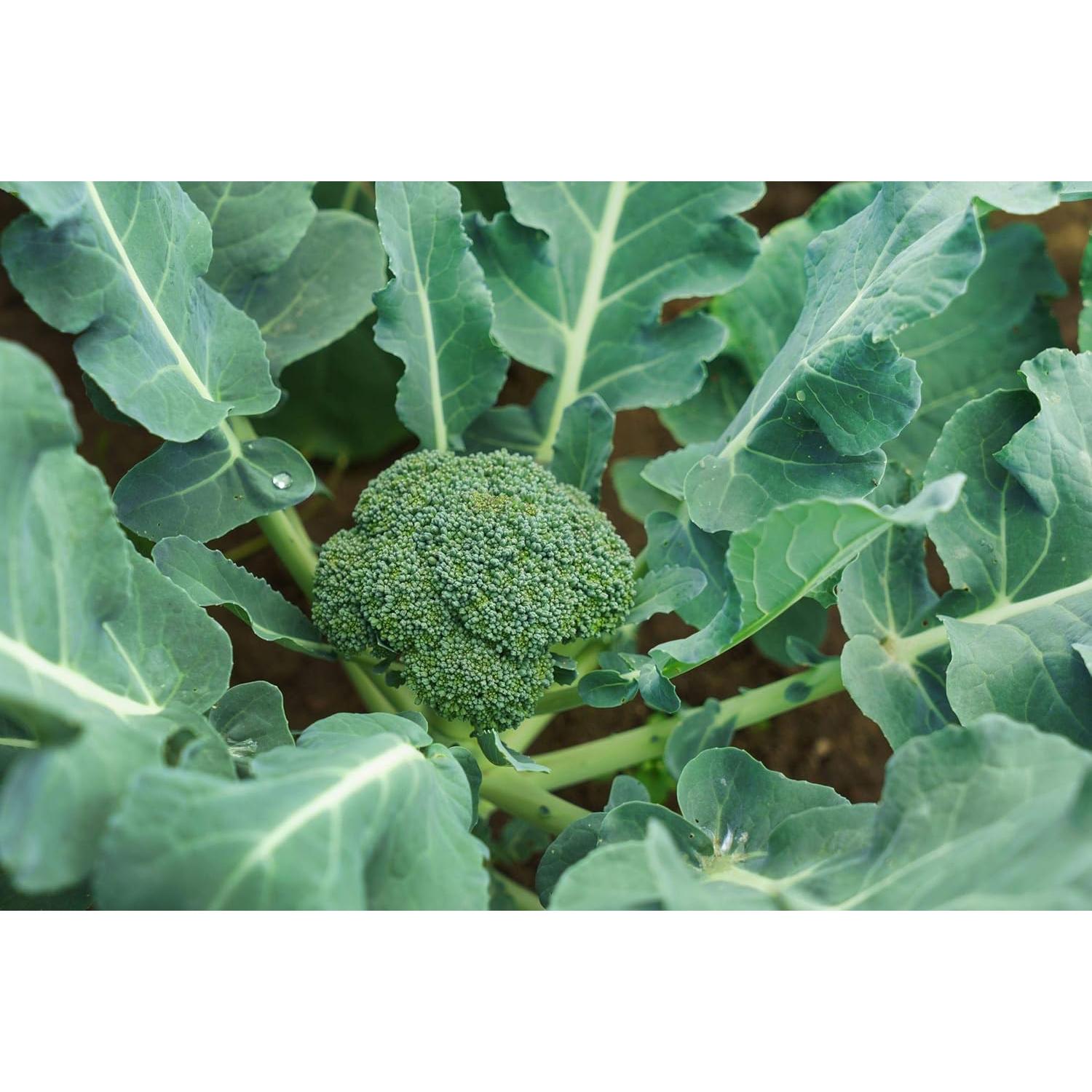 Polvo de Brócoli Orgánico Food to Live 113g - Superalimento Vegano