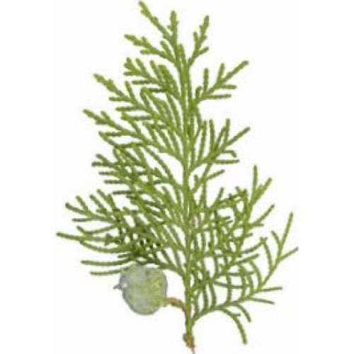 Juego de 6 Bombas de Baño Rejuvelle - Eucalipto y Menta