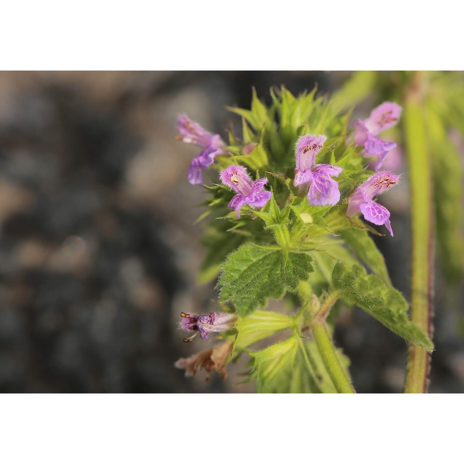 Té Herbal de Horehound Negro Health Embassy 100g - Ballota Nigra