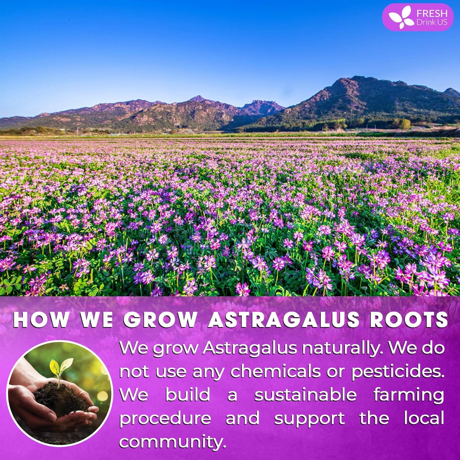 Té de Raíz de Astrágalo FreshDrinkUS - 55 Bolsitas 100% Natural