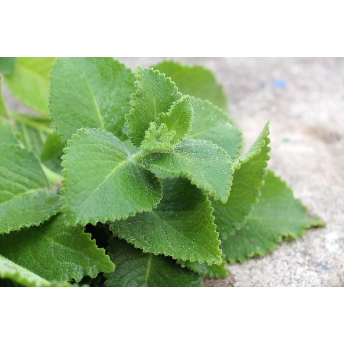 Té de Hierbas Orgánico Holdry Farms Albahaca Sagrada 227 g