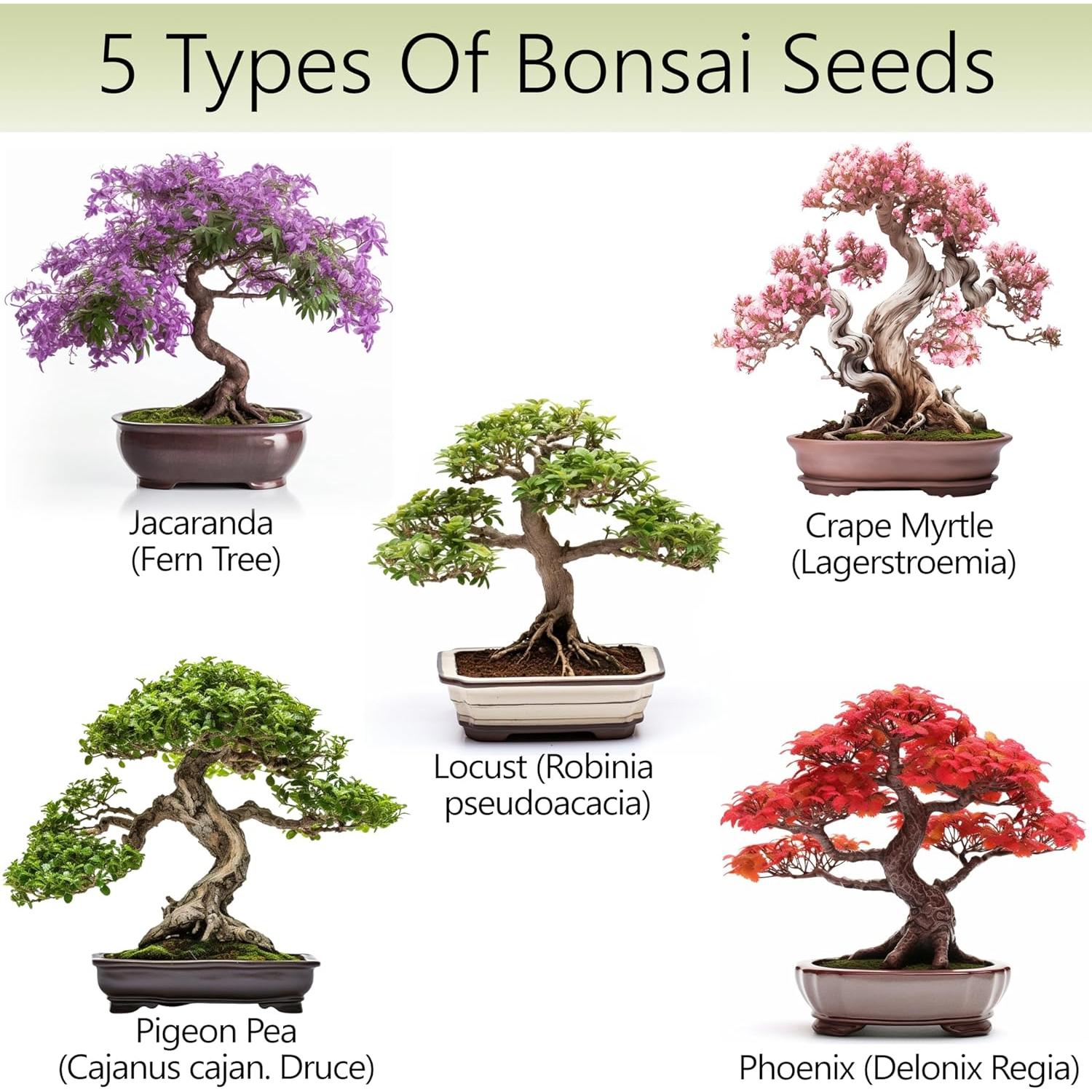 DIY Bonsai Tree Kit for Beginners – 5X Unique Japanese Bonzai Trees | Complete Indoor Bonsai Starter Kit for Growing Bonsai Plants with Tools & Planters – DIY Gardening Gifts for Women & Men