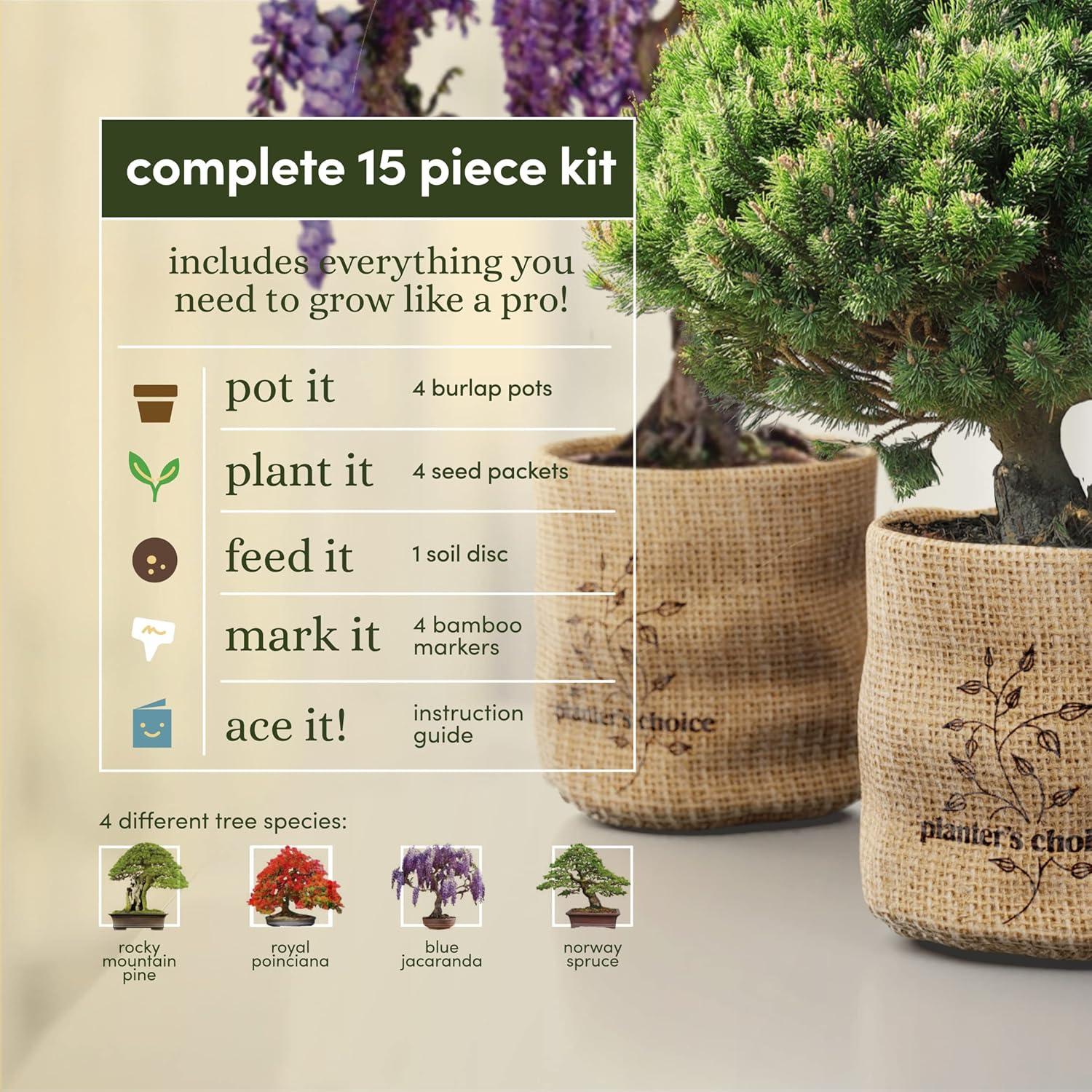 Kit de Bonsai Planters' Choice - Cultiva 4 Especies en Casa