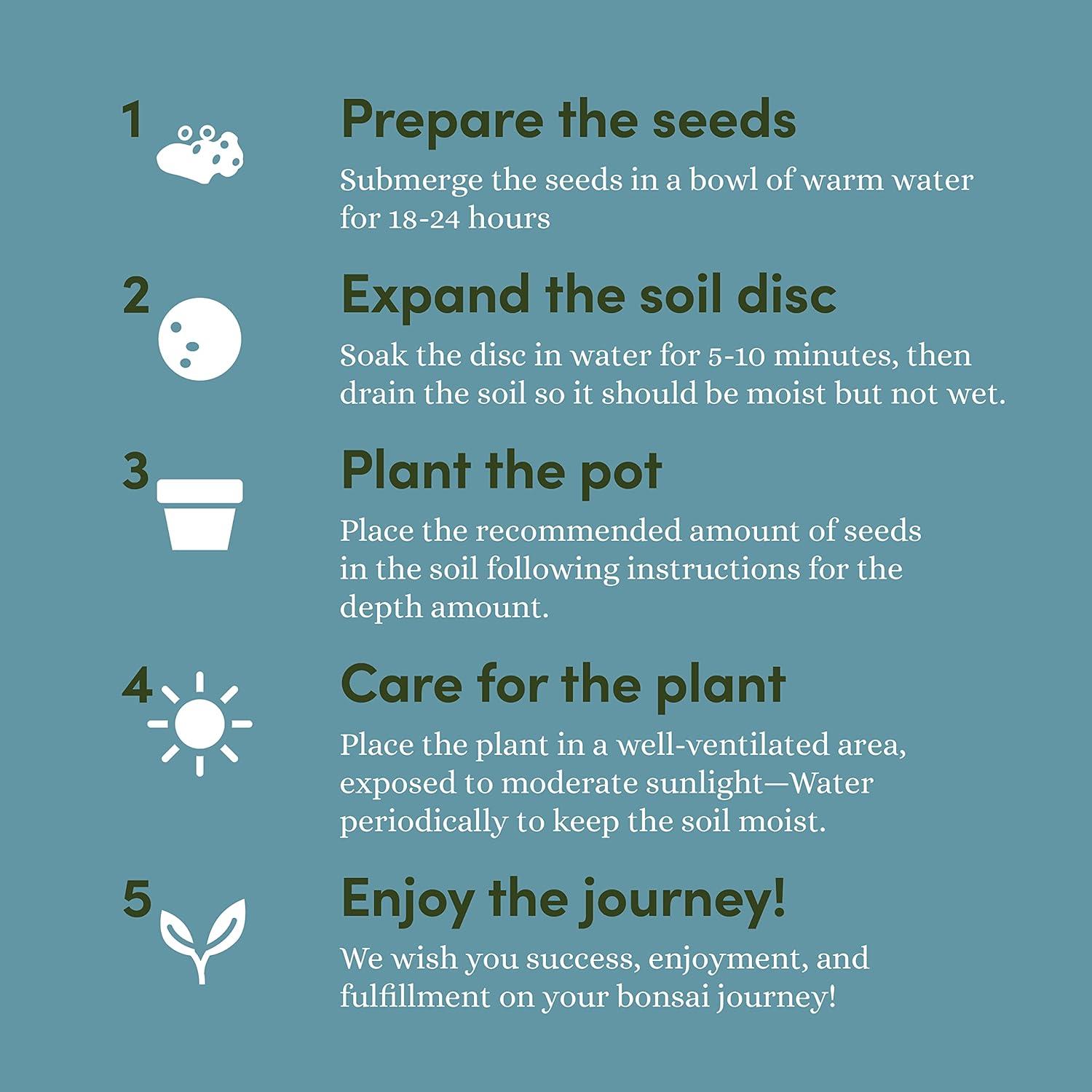 Kit de Bonsai Planters' Choice - Cultiva 4 Especies en Casa