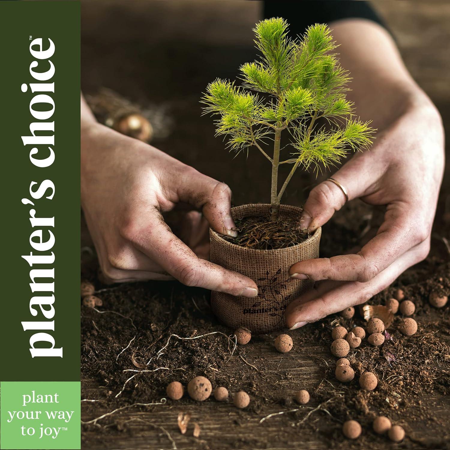 Kit de Bonsai Planters' Choice - Cultiva 4 Especies en Casa
