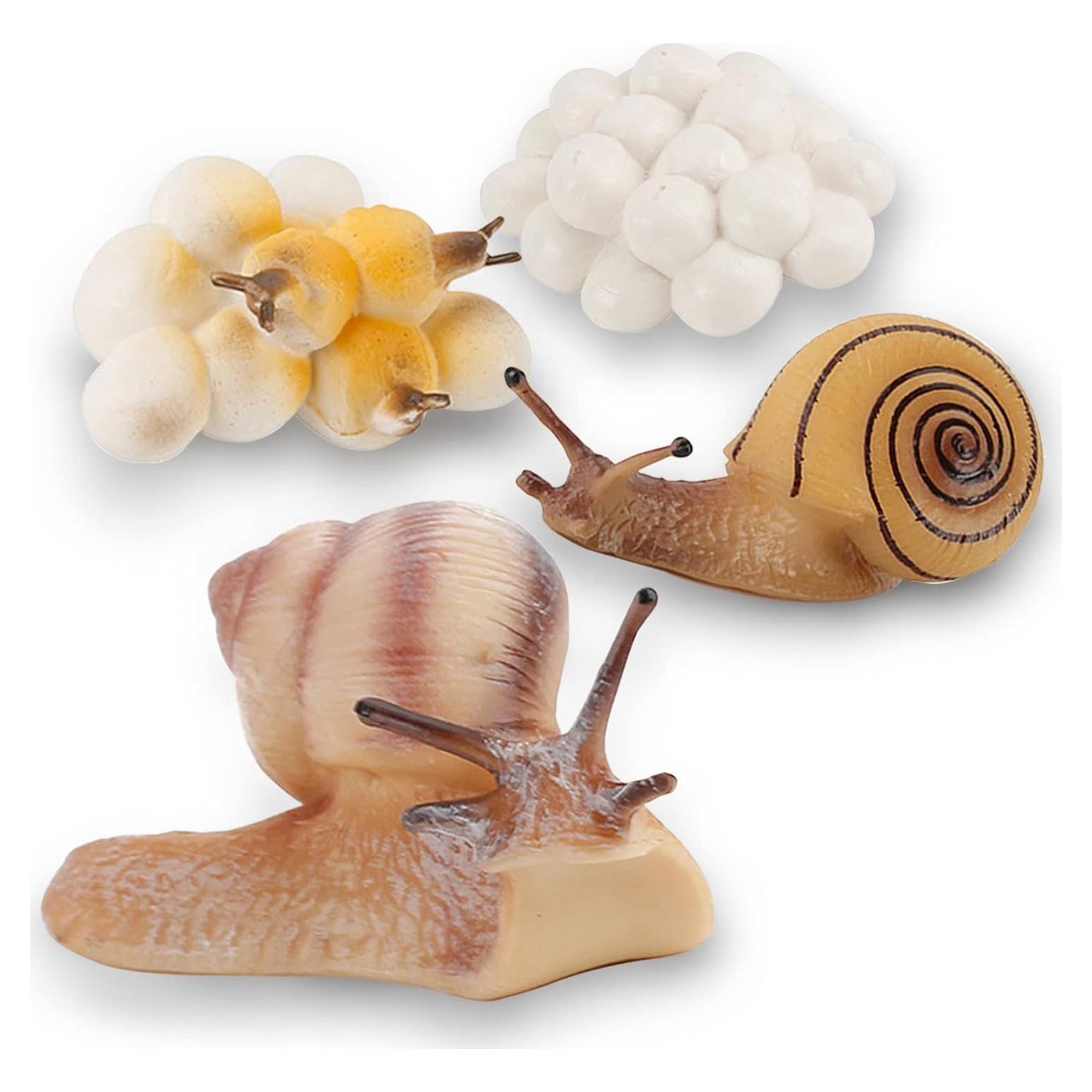 Ciclo de Vida de Caracol LC JoyCre 4 Figuras Educativas