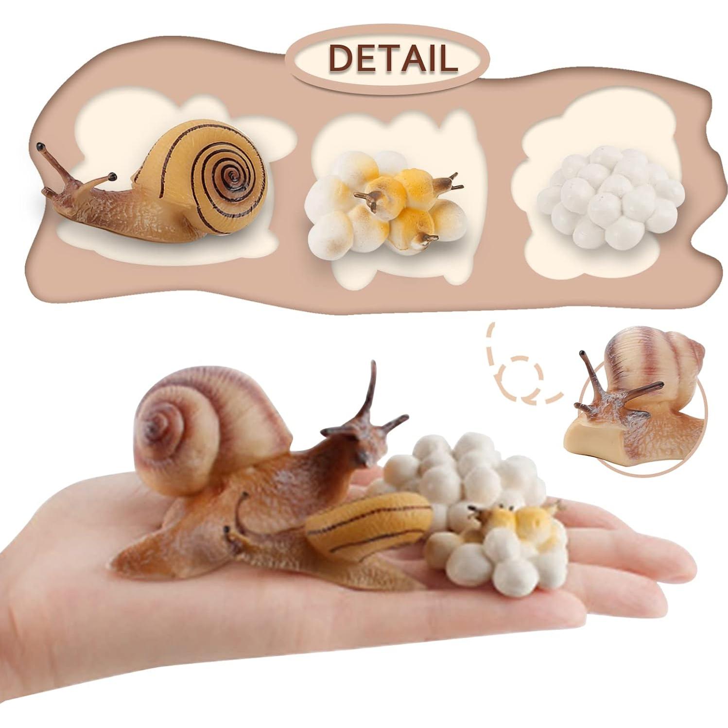 Ciclo de Vida de Caracol LC JoyCre 4 Figuras Educativas