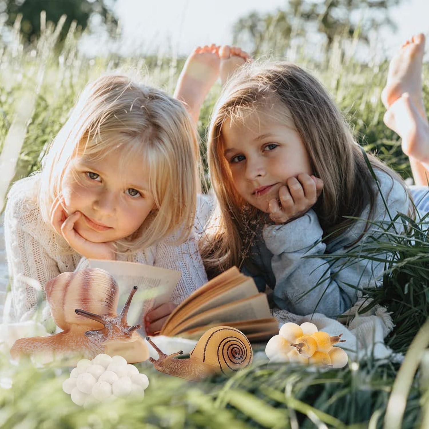 Ciclo de Vida de Caracol LC JoyCre 4 Figuras Educativas