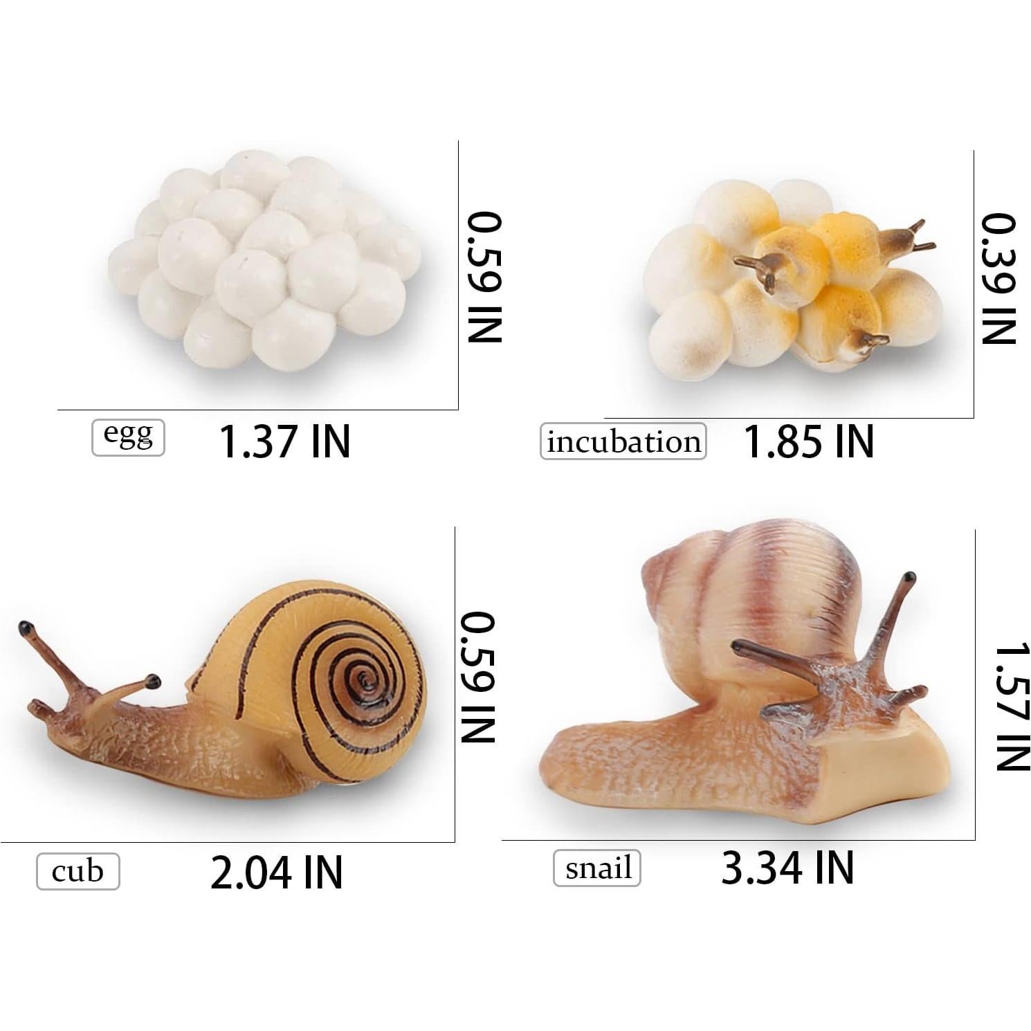 Ciclo de Vida de Caracol LC JoyCre 4 Figuras Educativas