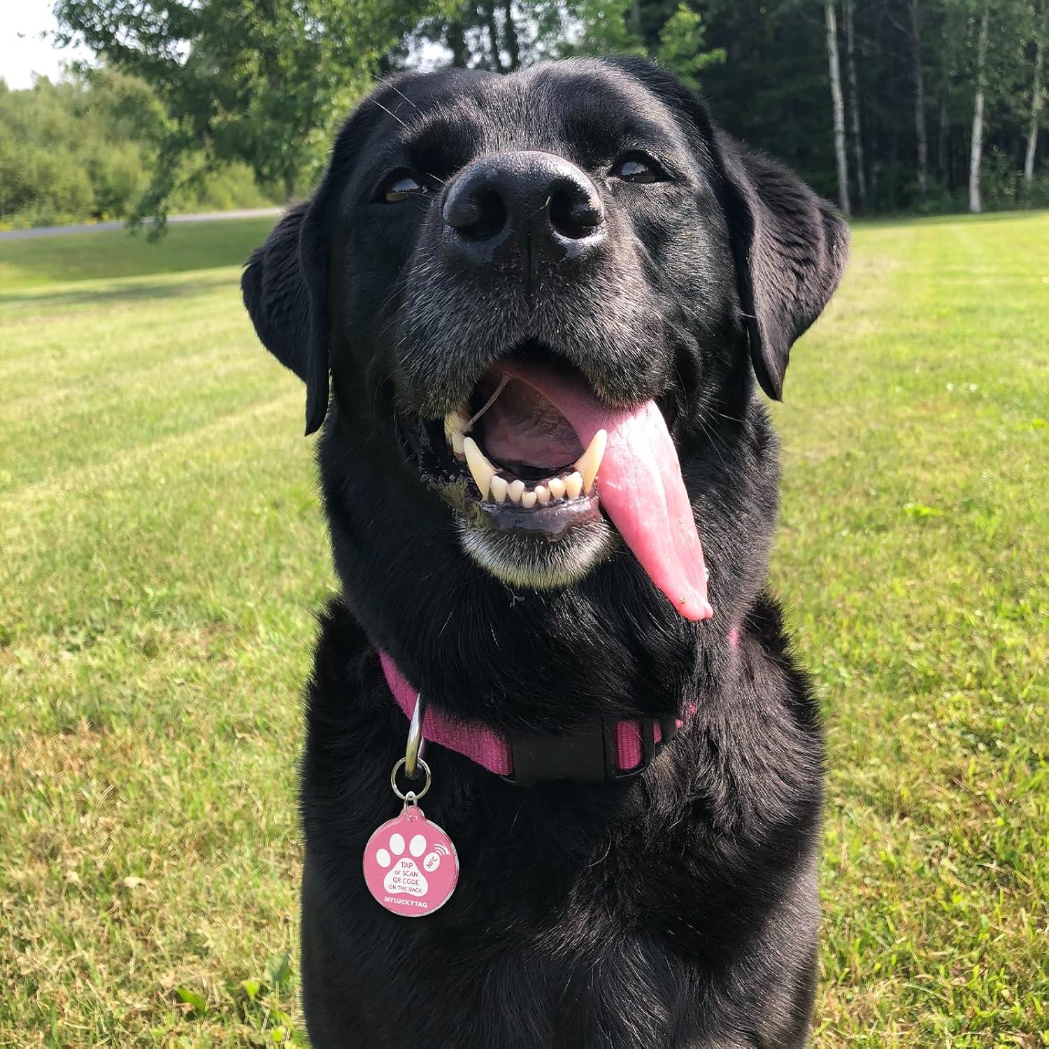 Etiqueta Inteligente MYLUCKYTAG NFC y QR para Mascotas