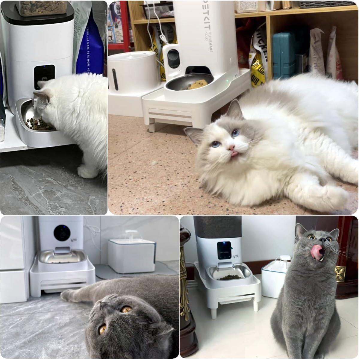 Soporte Elevado para Comedero de Gatos BEBOBLY Ajustable