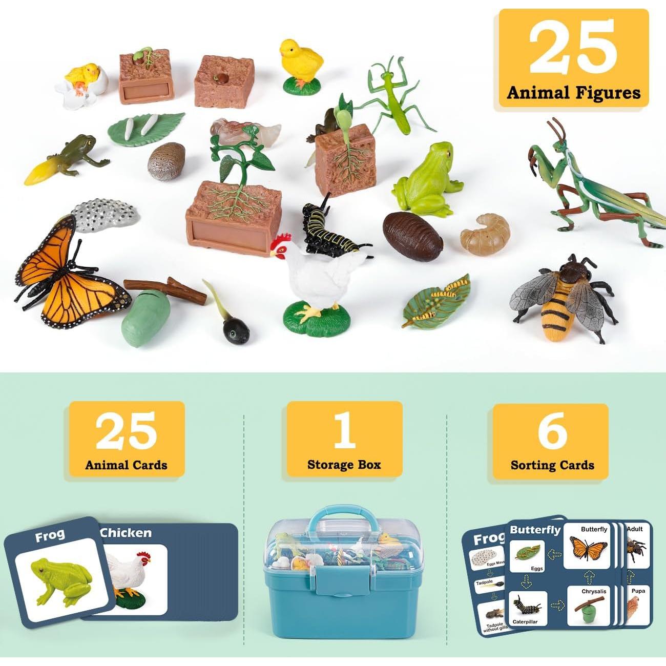 Kit de Ciencias del Ciclo de Vida - 25 Piezas Educativas