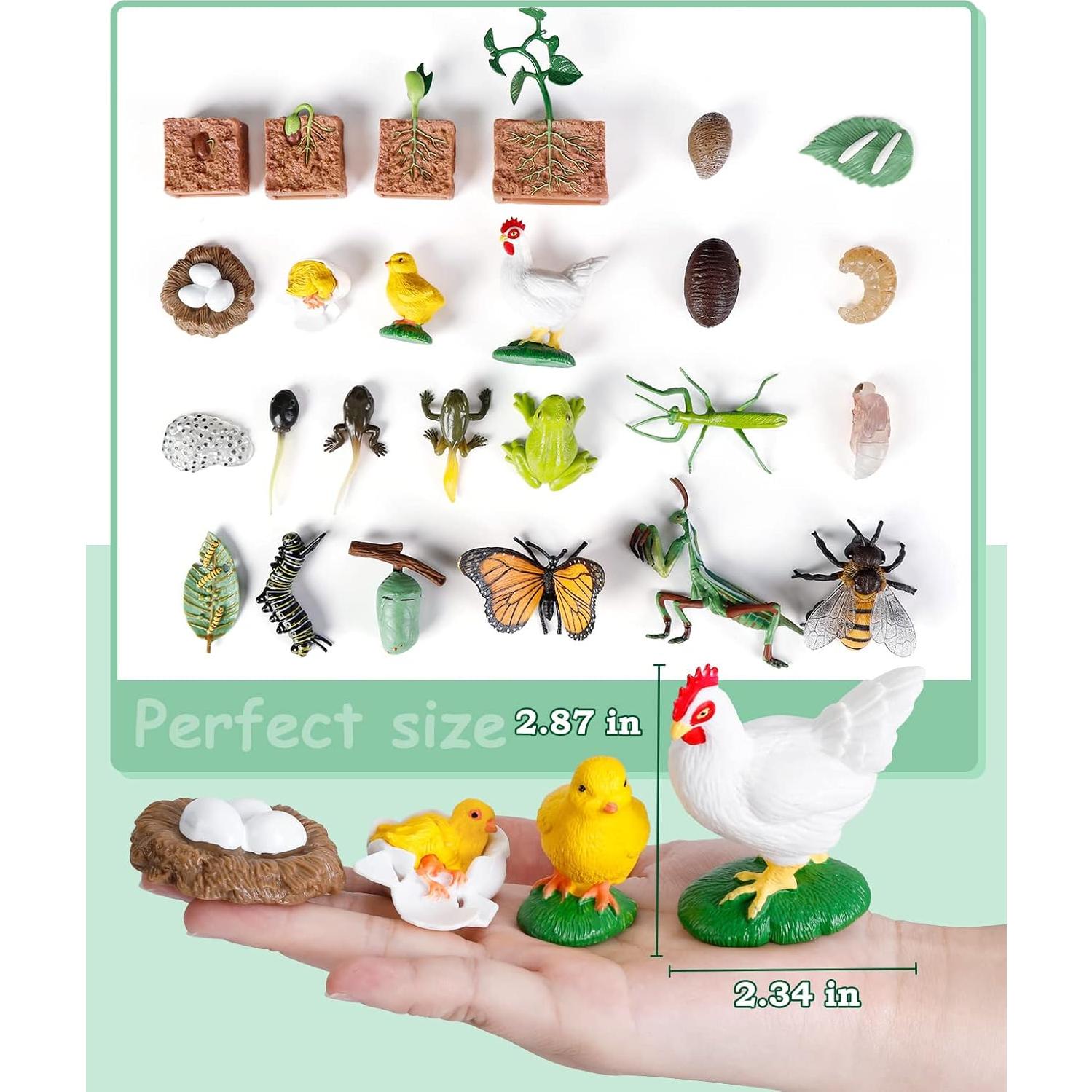 Kit de Ciencias del Ciclo de Vida - 25 Piezas Educativas