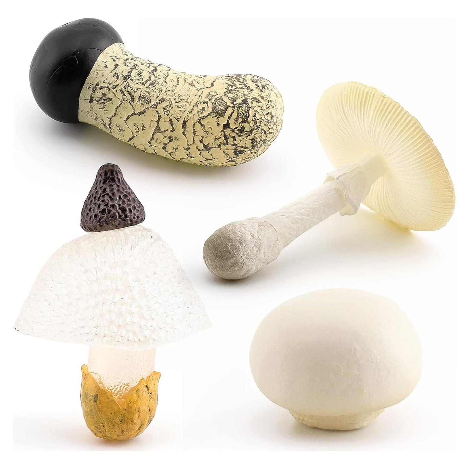 Set de Juguetes Educativos de Ciclo de Vida de Hongo 4PCS