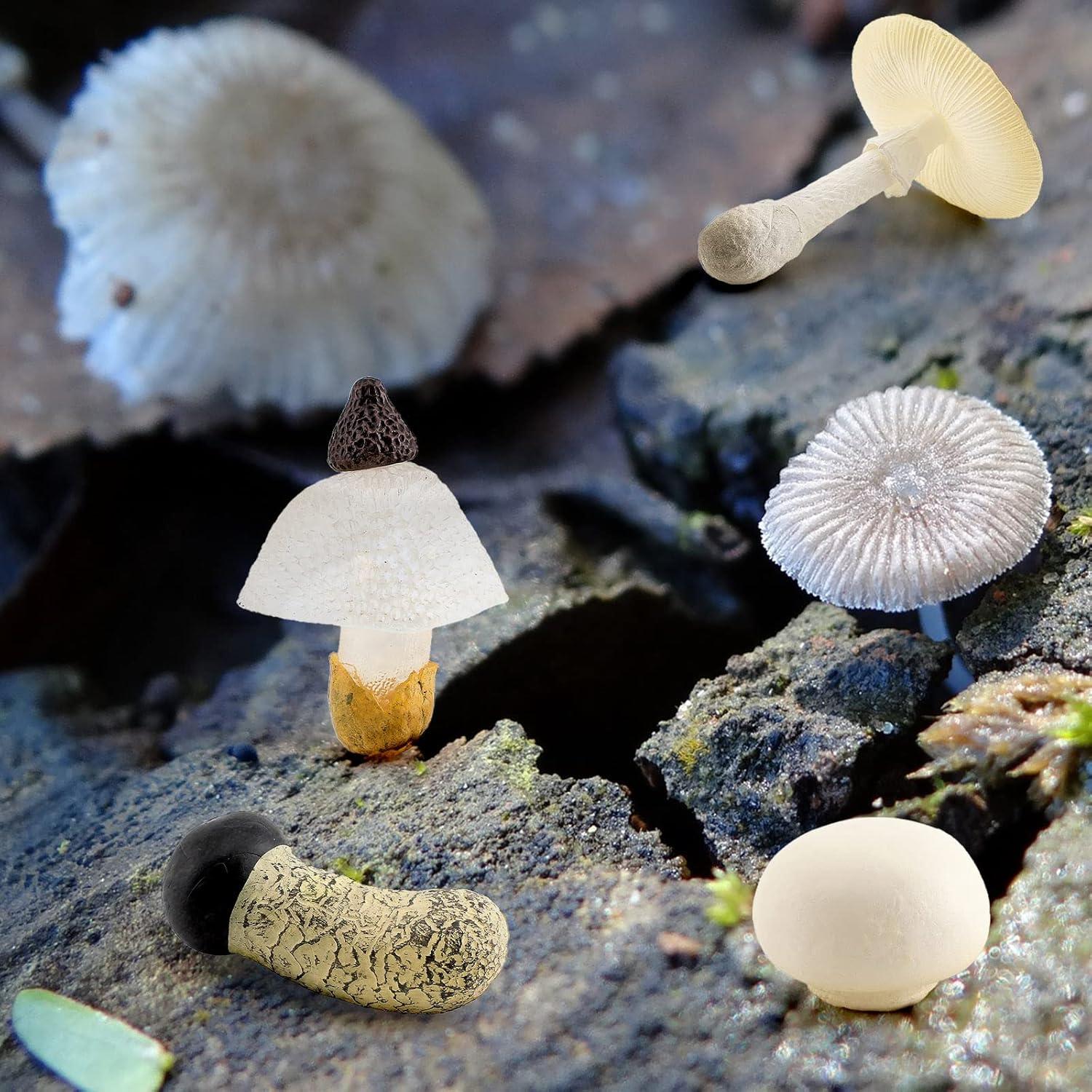 Set de Juguetes Educativos de Ciclo de Vida de Hongo 4PCS