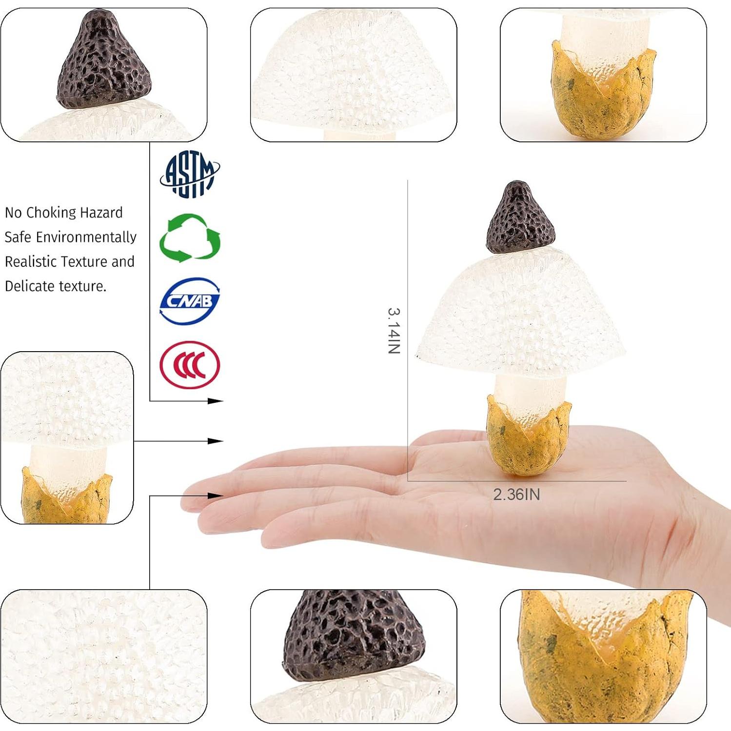 Set de Juguetes Educativos de Ciclo de Vida de Hongo 4PCS