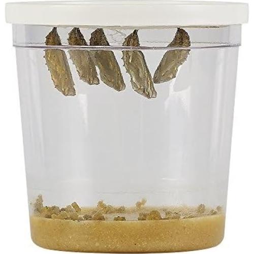 Jardín de Mariposas Gigante Insect Lore 45.72 cm con Vale