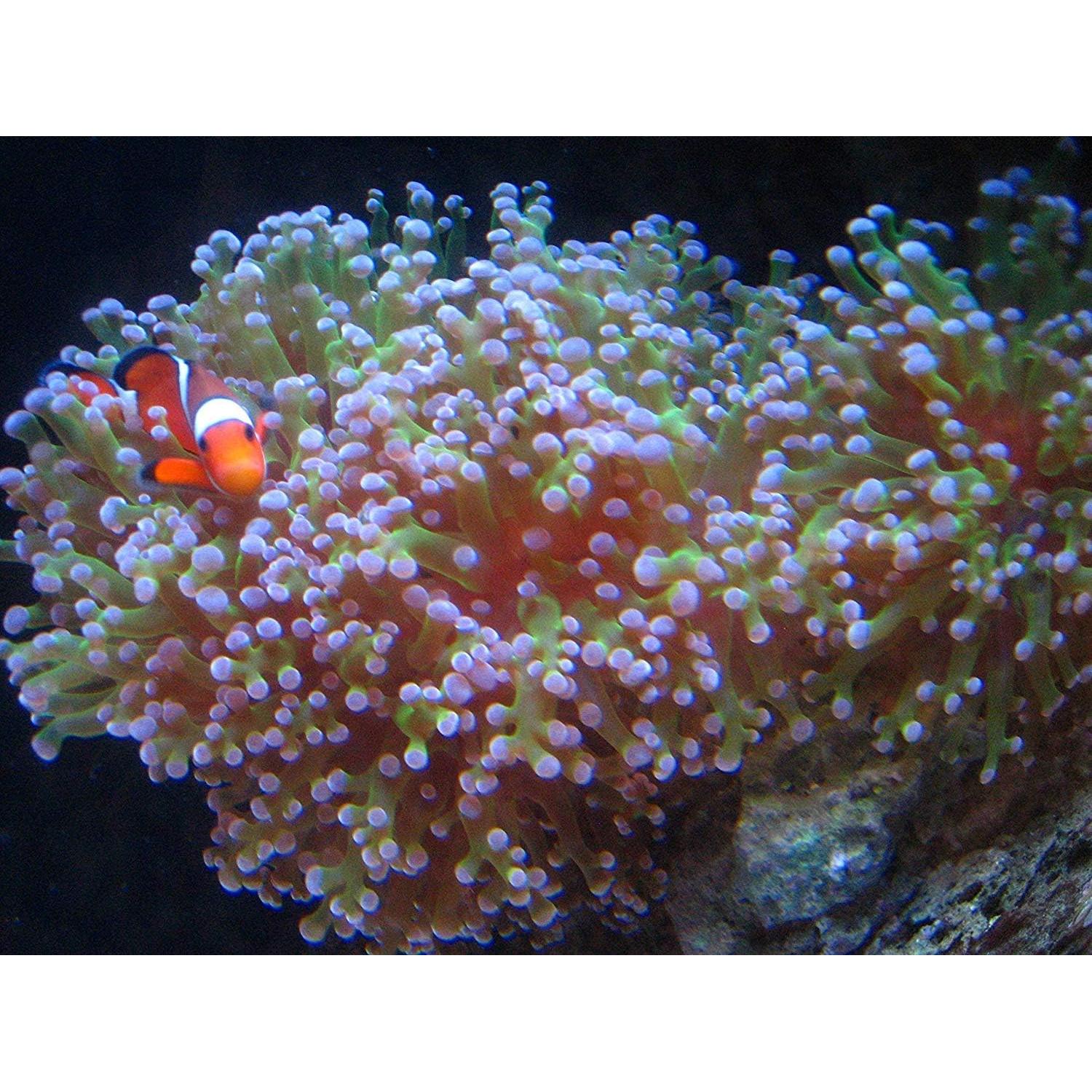 Filtro Kolar Labs Clear 2 Paquete 378.5L Acuarios Mediano