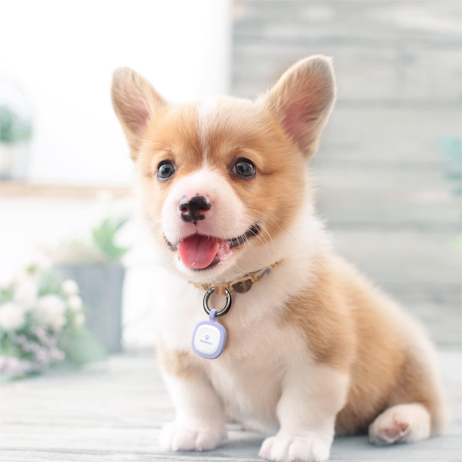 Etiqueta Identificación Mascotas Pawaii QR Silicona Púrpura