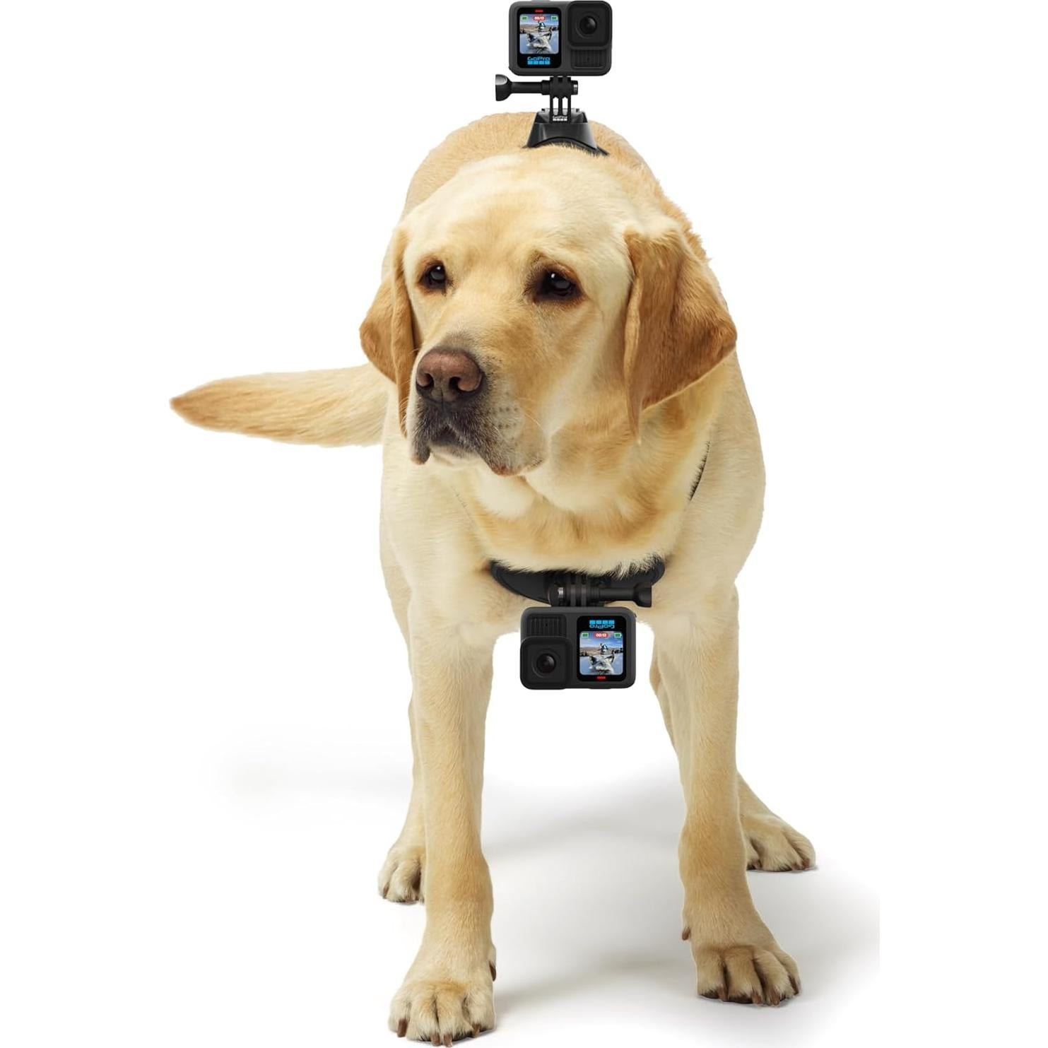 Arnés para Perros GoPro Fetch - Montura Ajustable 7 a 54 kg
