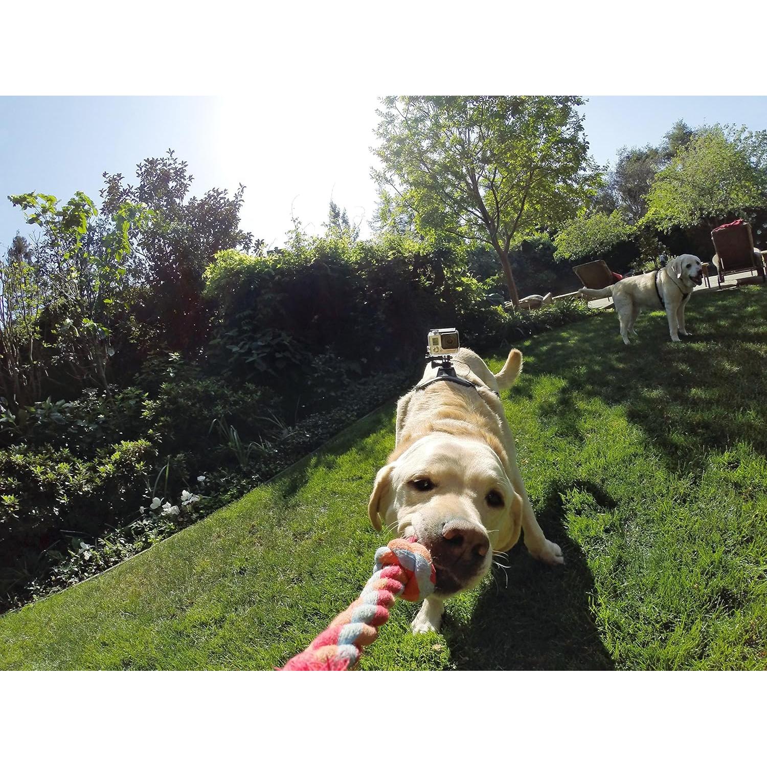 Arnés para Perros GoPro Fetch - Montura Ajustable 7 a 54 kg
