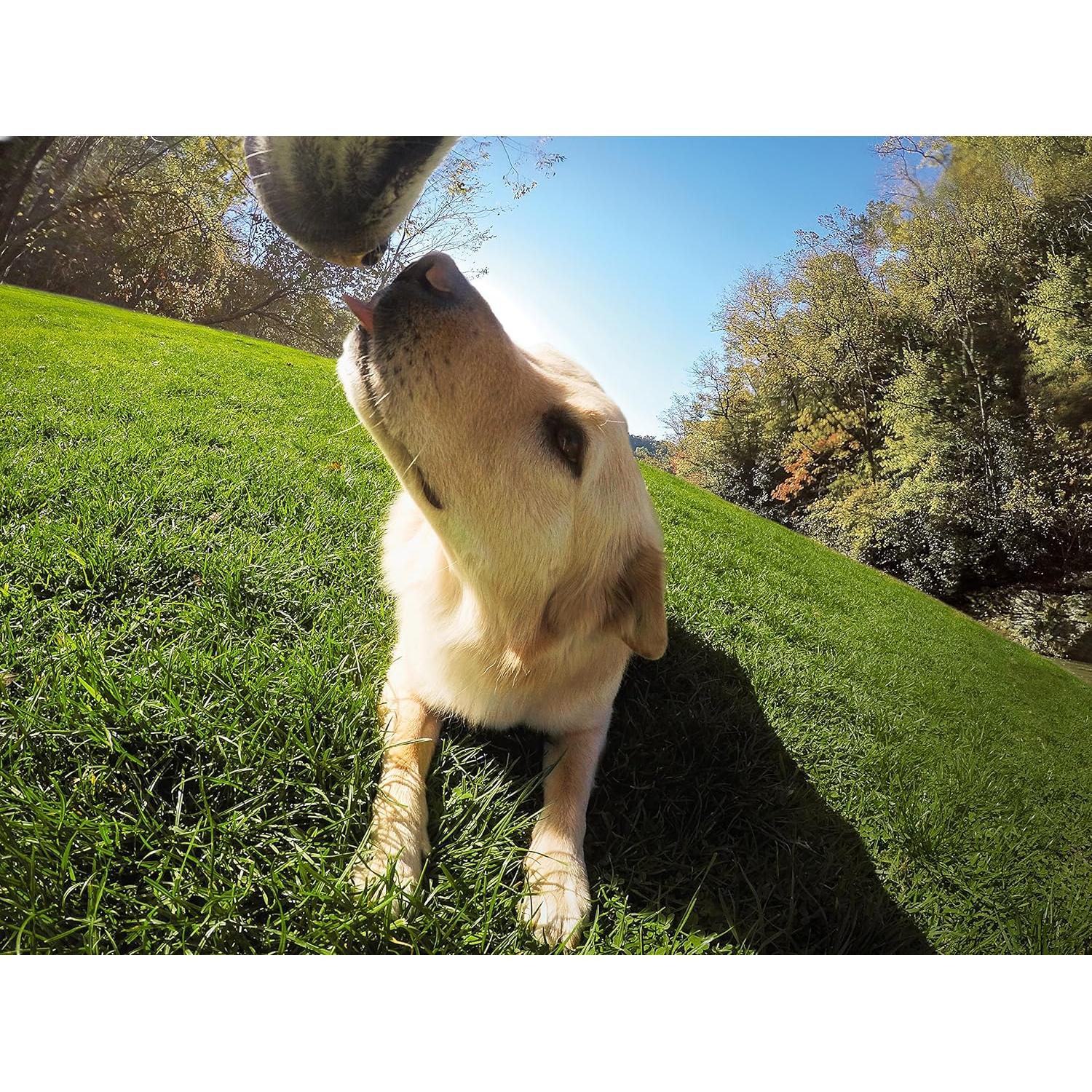 Arnés para Perros GoPro Fetch - Montura Ajustable 7 a 54 kg