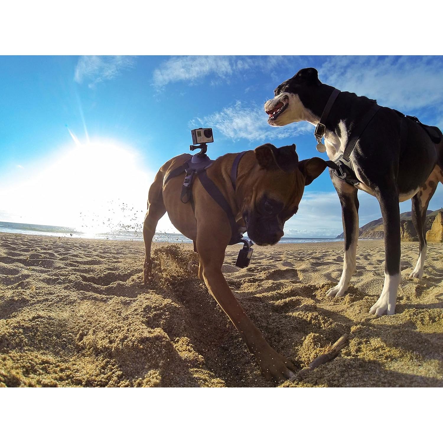 Arnés para Perros GoPro Fetch - Montura Ajustable 7 a 54 kg