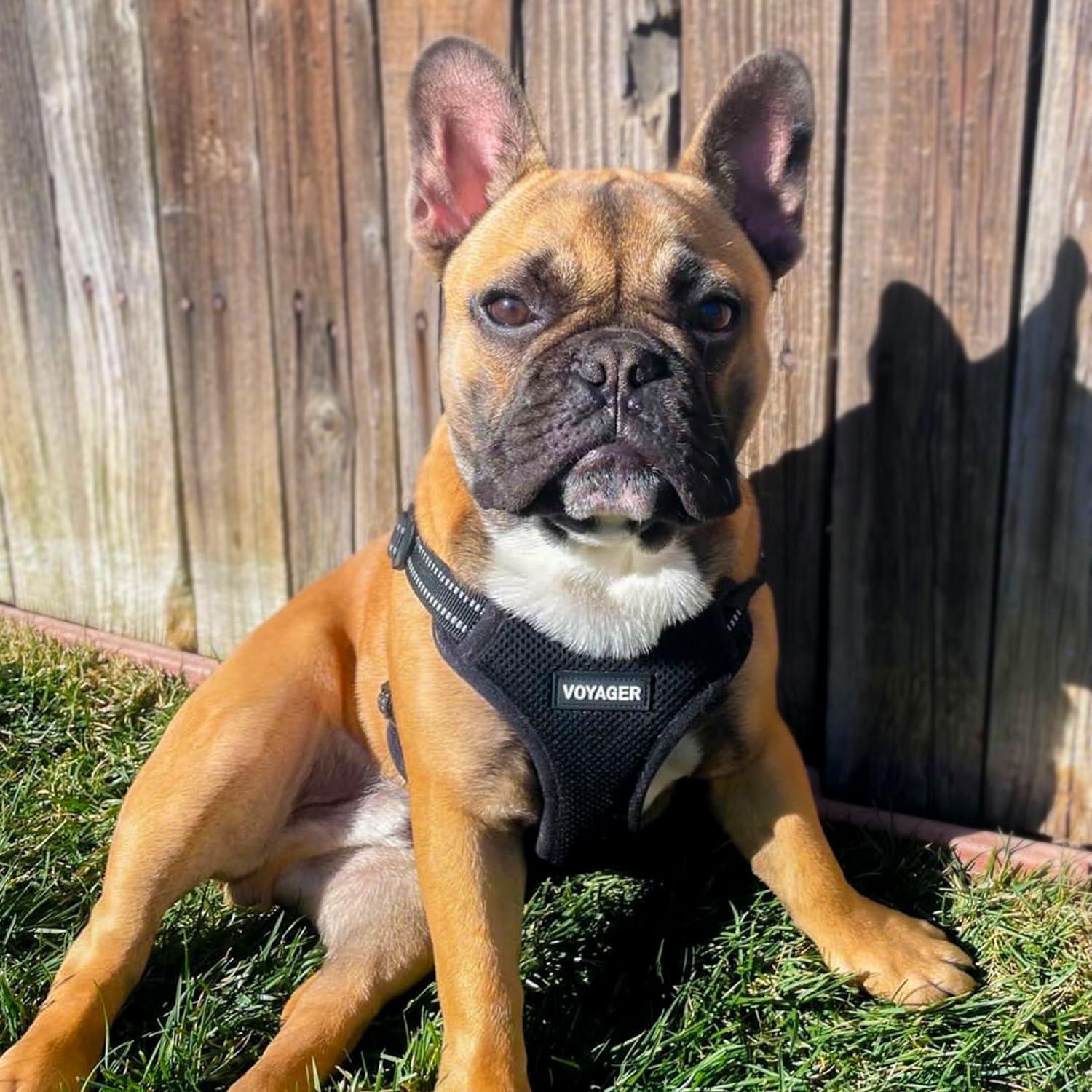 Arnés Ajustable para Perros Voyager Negro XL Transpirable