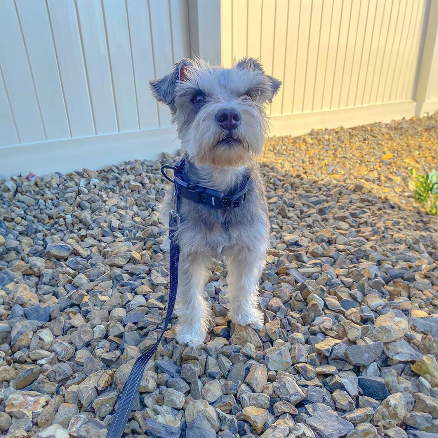 Correa Reflectante para Perros Voyager 1.52m Azul Neopreno