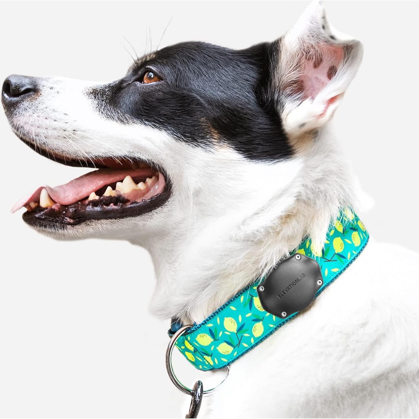 Soporte para collar de perro Elevation Lab AirTag - Impermeable
