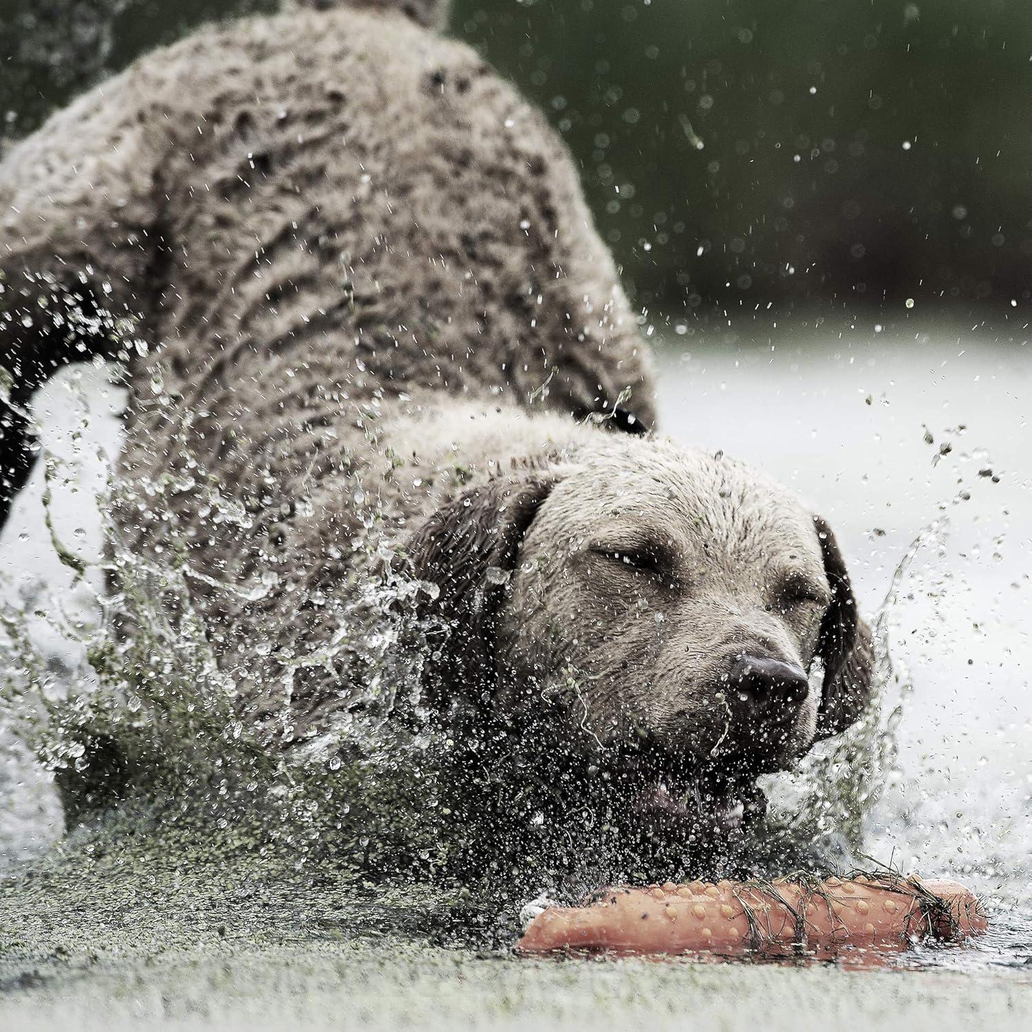 Collar de Entrenamiento SportDOG 425XS - E-Collar Recargable