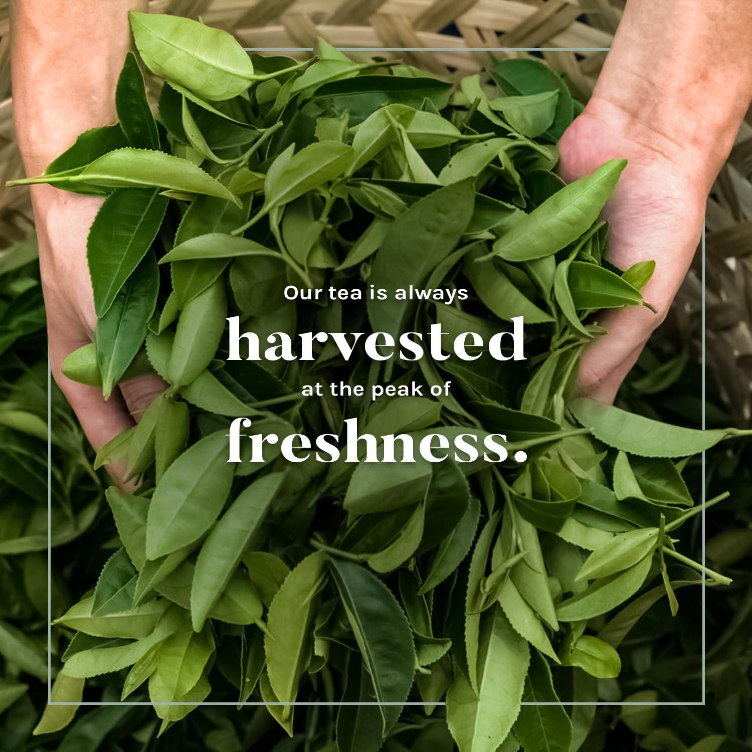 Té Blanco Orgánico Uncle Lee - 200 Bolsitas Premium Antioxidantes