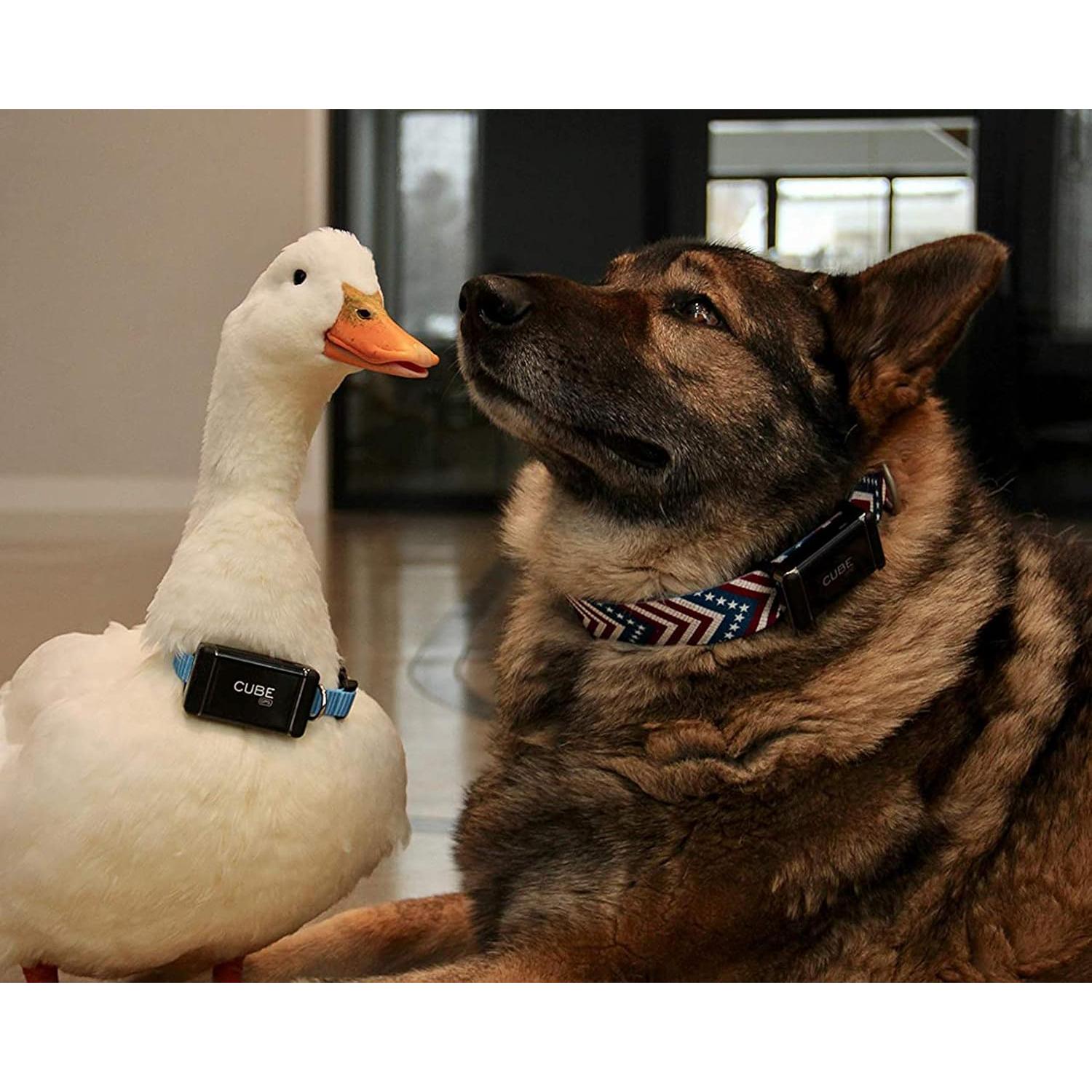 Clips de Sujeción GPS Cube para Mascotas y Mochilas - 3 Tamaños