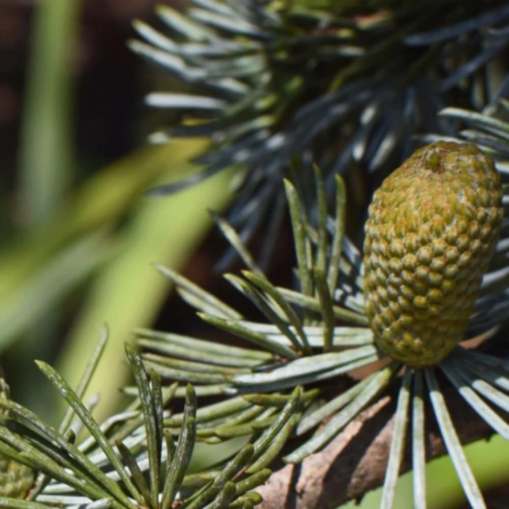 Aceite Esencial Picea Negra Orgánico Aromatics 5ml - 100% Puro