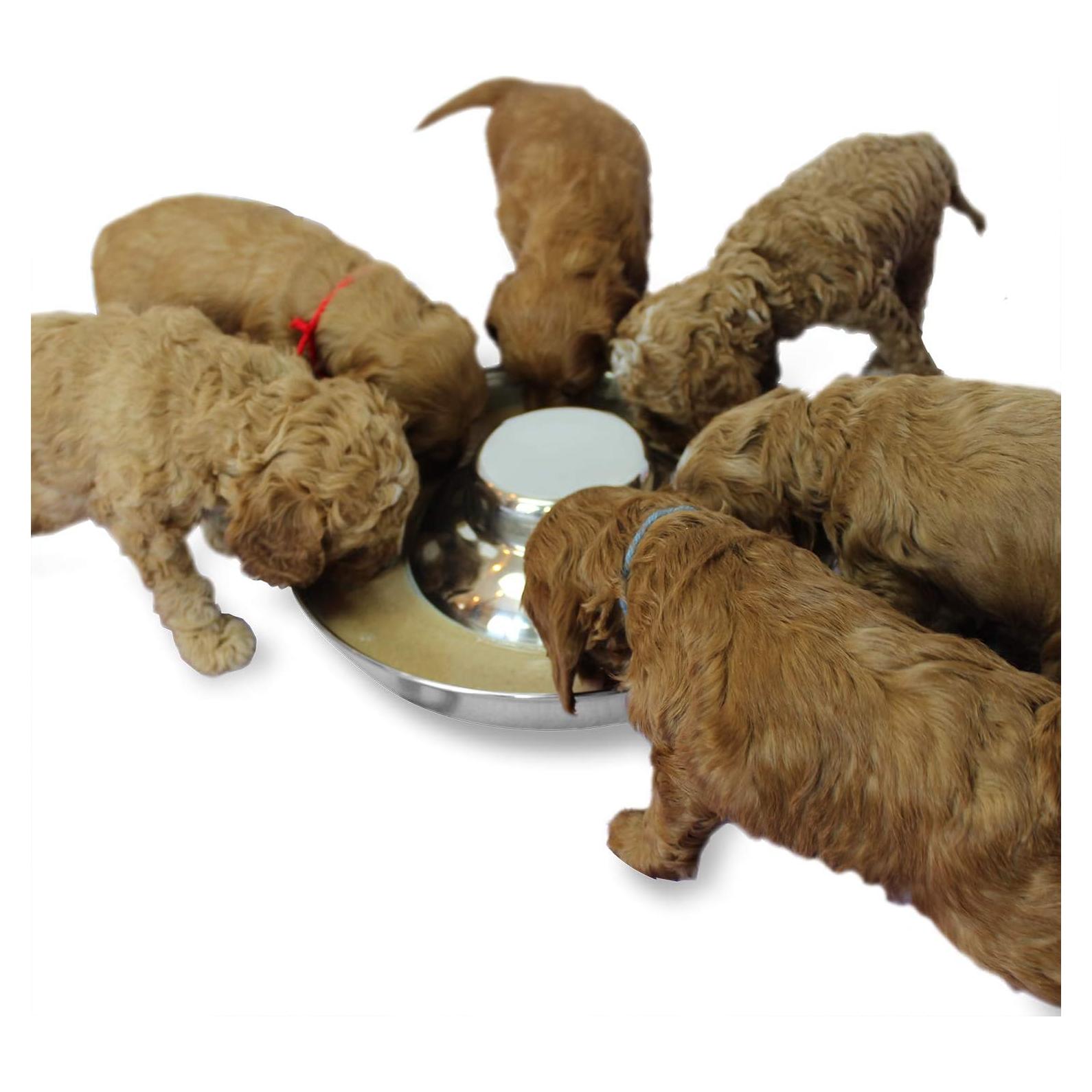 Cuencos de Acero Inoxidable Podinor para Cachorros 30cm