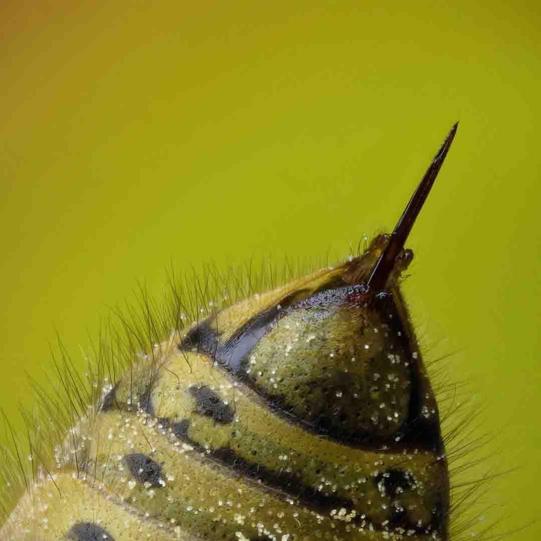 Máscara Avanzada de Veneno de Abeja Eglobal Beauteous 5 Paquetes 40 ml