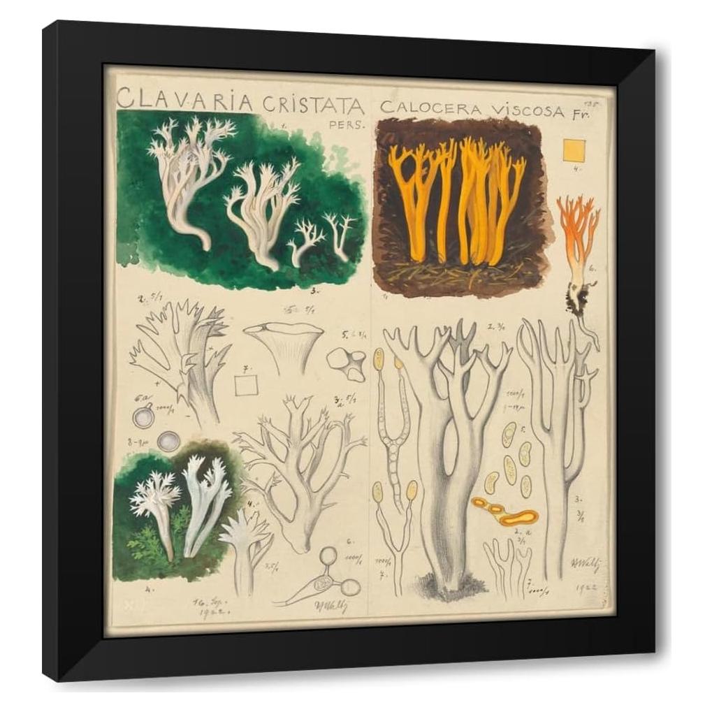 Impresión de Arte Enmarcada Hans Walty - Clavaria cristata
